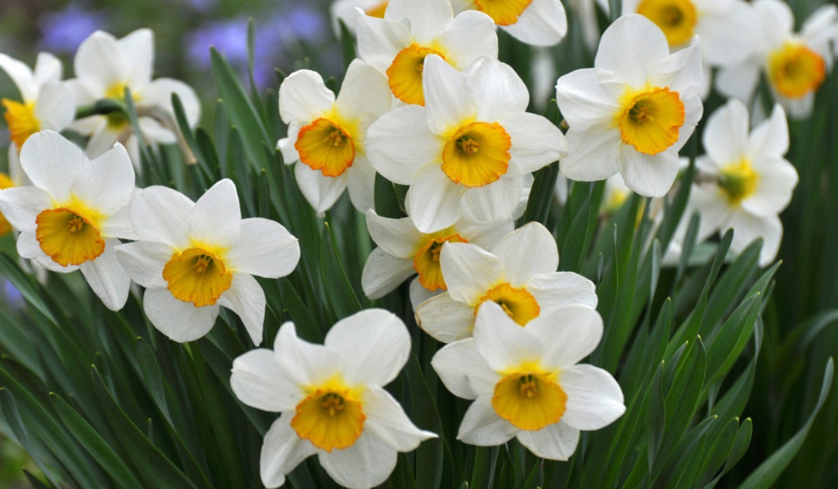 Narcissus-Flower